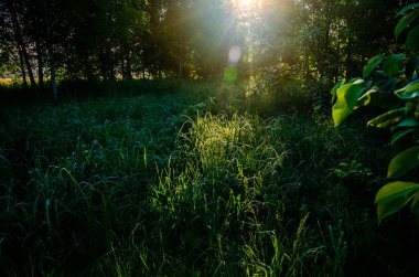 Güneş ışınları huş yapraklarını delip geçiyor. Yoğun sabah sisi.