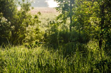Güneş ışınları huş yapraklarını delip geçiyor. Yoğun sabah sisi.