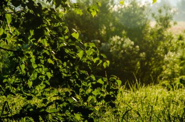 Güneş ışınları huş yapraklarını delip geçiyor. Yoğun sabah sisi.