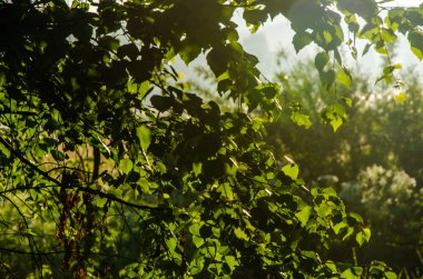 Güneş ışınları huş yapraklarını delip geçiyor. Yoğun sabah sisi.