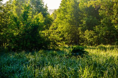 Güneş ışınları huş yapraklarını delip geçiyor. Yoğun sabah sisi.