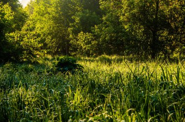 Güneş ışınları huş yapraklarını delip geçiyor. Yoğun sabah sisi.