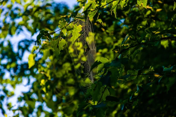 Лучи Солнца Пробиваются Сквозь Березовые Листья Толстый Утренний Туман — стоковое фото