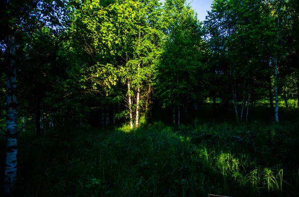 Sun Rays Break Birch Leaves Thick Morning Fog — Stock Photo, Image