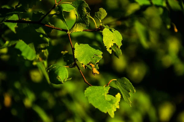 Zonnestralen Breken Door Berkenbladeren Dikke Ochtendmist — Stockfoto