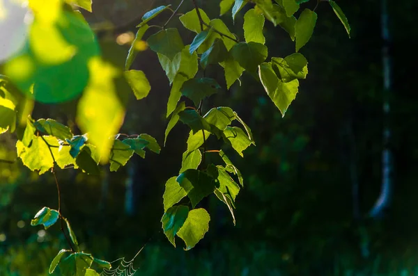 Sun Rays Break Birch Leaves Thick Morning Fog — Stock Photo, Image