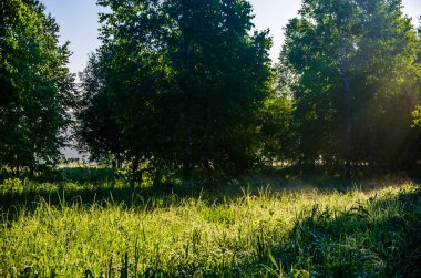 Güneş ışınları huş yapraklarını delip geçiyor. Yoğun sabah sisi.