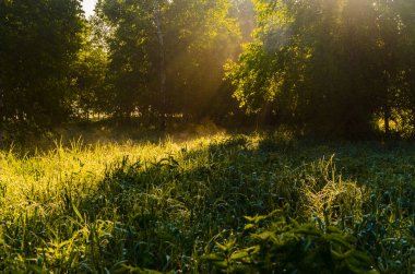 Güneş ışınları huş yapraklarını delip geçiyor. Yoğun sabah sisi.