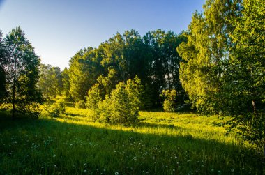 Güneş ışınları huş yapraklarını delip geçiyor. Yoğun sabah sisi.