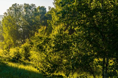 Güneş ışınları huş yapraklarını delip geçiyor. Yoğun sabah sisi.