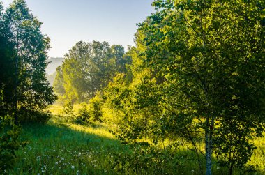 Güneş ışınları huş yapraklarını delip geçiyor. Yoğun sabah sisi.