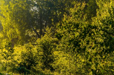 Güneş ışınları huş yapraklarını delip geçiyor. Yoğun sabah sisi.