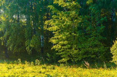 Güneş ışınları huş yapraklarını delip geçiyor. Yoğun sabah sisi.