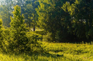 Güneş ışınları huş yapraklarını delip geçiyor. Yoğun sabah sisi.
