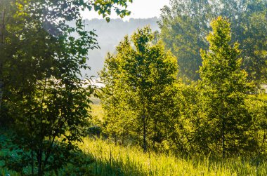 Güneş ışınları huş yapraklarını delip geçiyor. Yoğun sabah sisi.