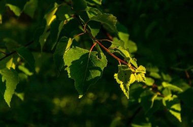 Güneş ışınları huş yapraklarını delip geçiyor. Yoğun sabah sisi.