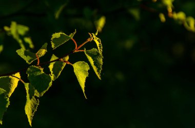 Güneş ışınları huş yapraklarını delip geçiyor. Yoğun sabah sisi.