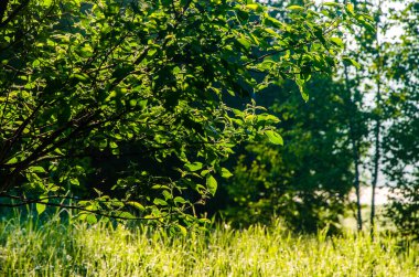 Güneş ışınları huş yapraklarını delip geçiyor. Yoğun sabah sisi.