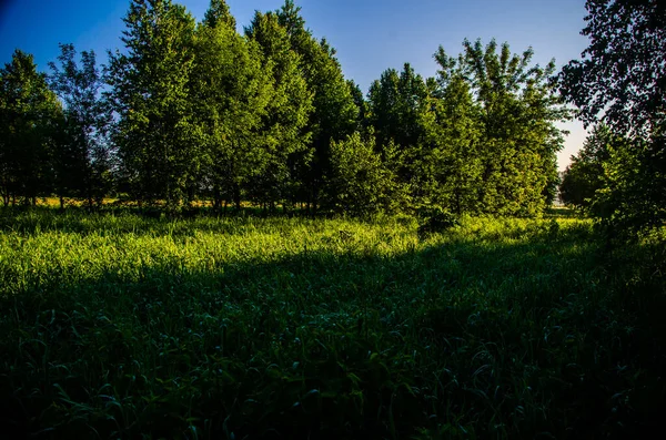 Raios Sol Rompem Folhas Bétula Nevoeiro Grosso Manhã — Fotografia de Stock