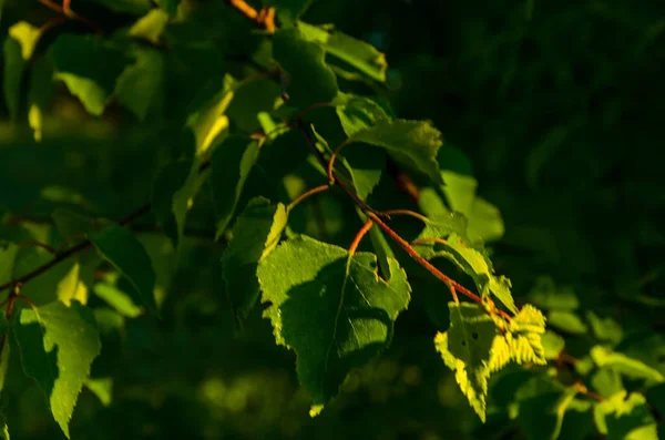 Zonnestralen Breken Door Berkenbladeren Dikke Ochtendmist — Stockfoto