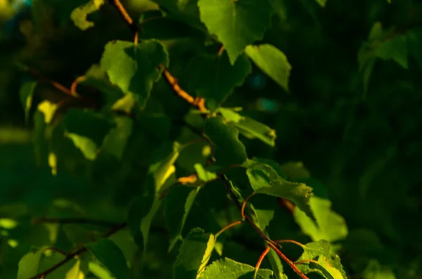 Les Rayons Soleil Traversent Les Feuilles Bouleau Brouillard Matinal Épais — Photo