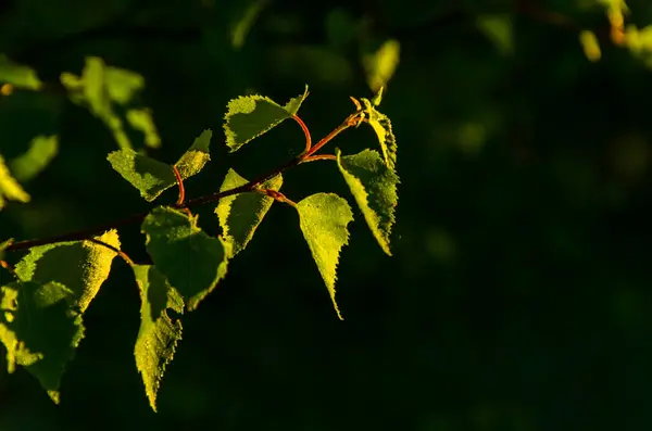 Solstrålarna Bryter Igenom Björkbladen Tjock Morgondimma — Stockfoto