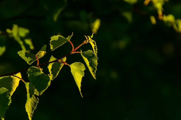 Solstrålarna Bryter Igenom Björkbladen Tjock Morgondimma — Stockfoto