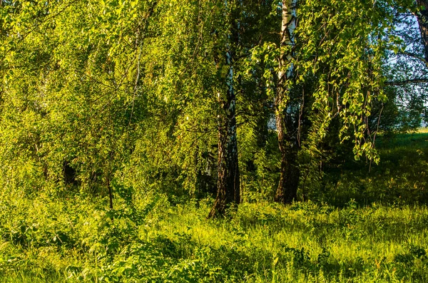 Сонячні Промені Прориваються Крізь Березове Листя Товстий Ранковий Туман — стокове фото