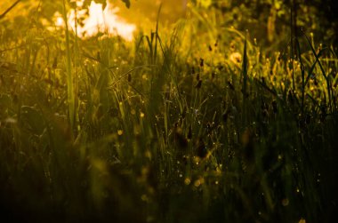 Güneşin ışınları yemyeşil otları delip geçer. Yoğun sabah sisi.