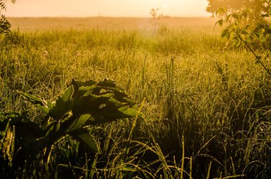 Güneşin ışınları yemyeşil otları delip geçer. Yoğun sabah sisi.