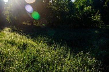 Güneşin ışınları yemyeşil otları delip geçer. Yoğun sabah sisi.