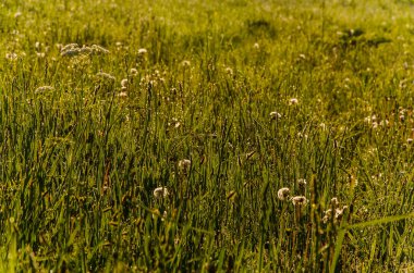 Güneşin ışınları yemyeşil otları delip geçer. Yoğun sabah sisi.