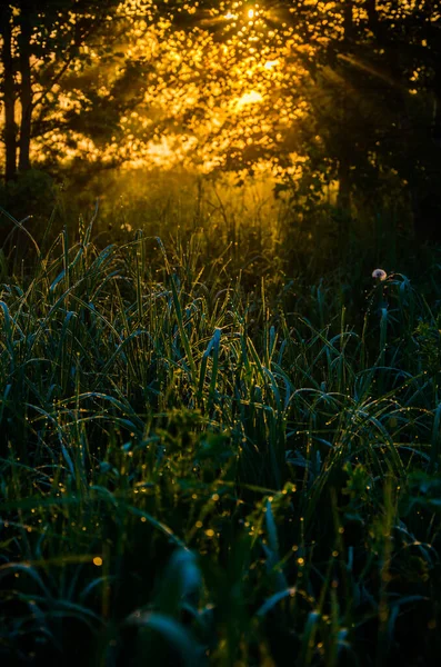 Die Sonnenstrahlen Brechen Durch Das Saftige Gras Dichter Morgennebel — Stockfoto