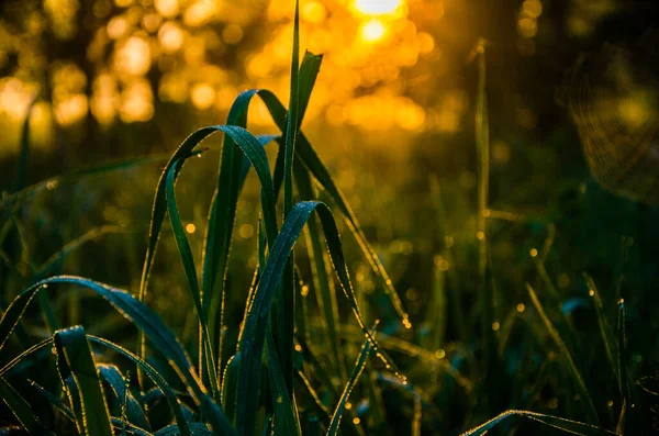 Sun Rays Break Lush Grass Thick Morning Fog — Stock Photo, Image