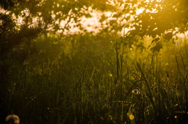 Les Rayons Soleil Traversent Herbe Luxuriante Brouillard Épais Matin — Photo