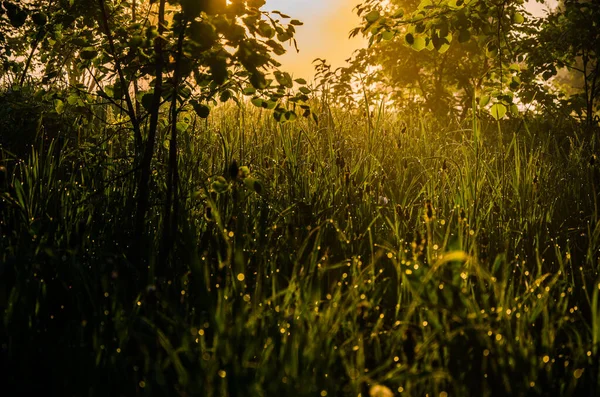 Les Rayons Soleil Traversent Herbe Luxuriante Brouillard Épais Matin — Photo