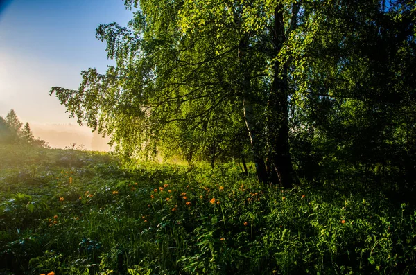 Tjock Morgondimma Skogen Vid Dammen Apelsinblommor — Stockfoto