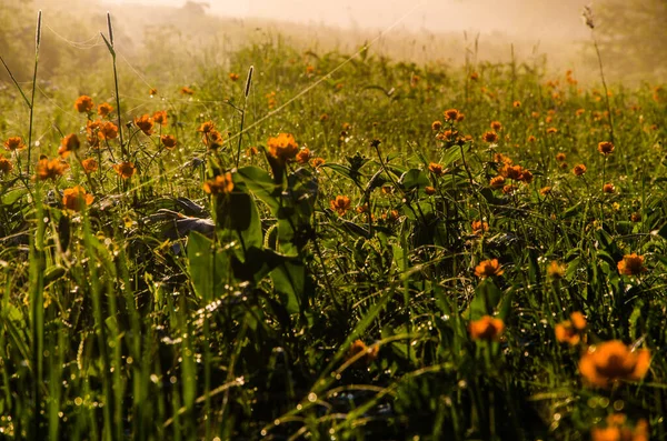 Brouillard Matinal Épais Dans Forêt Étang Fleurs Orange — Photo