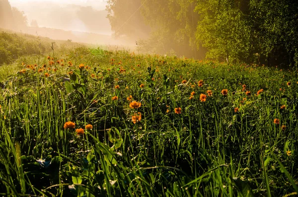 Dichter Morgennebel Wald Teich Orangenblüten — Stockfoto