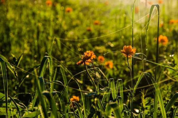 Brouillard Matinal Épais Dans Forêt Étang Fleurs Orange — Photo