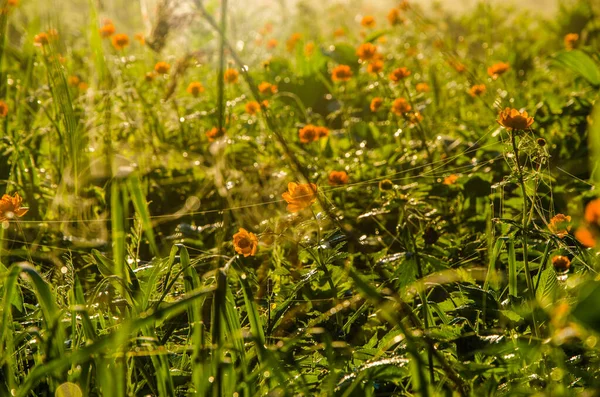 Brouillard Matinal Épais Dans Forêt Étang Fleurs Orange — Photo