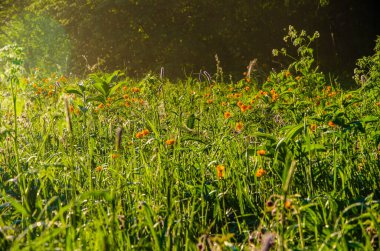Göldeki ormanda yoğun bir sabah sisi. turuncu çiçekler.
