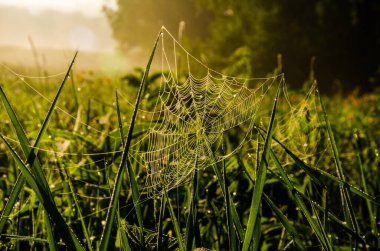 Sabah sisinde örümcek ağları. Sulu yeşiller