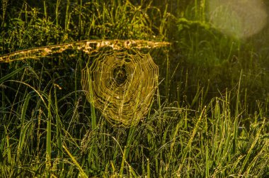 Sabah sisinde örümcek ağları. Sulu yeşiller