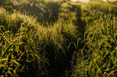 Sabah erkenden. Orman sisin içinde saklanıyor. orman yolu.