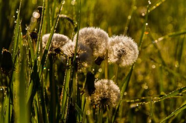 Sabahın köründe, şafakta. Yeşil bir orman üzerinde yoğun mistik sis. Çayırdaki karahindiba
