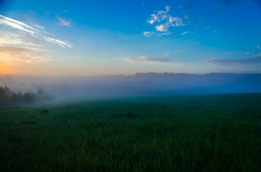 Sabahın köründe, şafakta. Yeşil bir orman üzerinde yoğun mistik sis. Sulu ot.