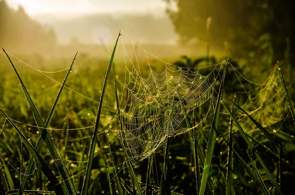 Spinnweben Morgennebel Saftiges Grünzeug — Stockfoto