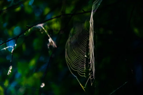 Павутини Ранковому Тумані Соковита Зелень — стокове фото