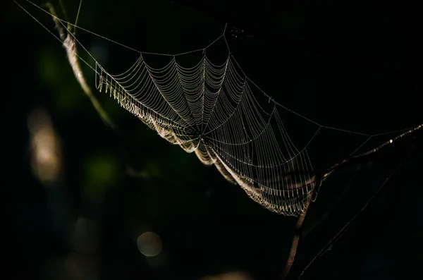 거미줄 담즙이 — 스톡 사진